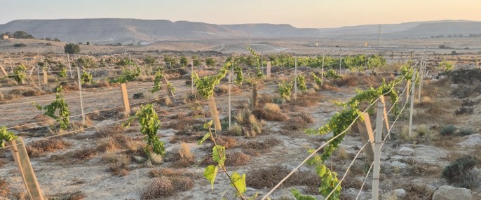 Israël brengt oude druivenrassen opnieuw tot leven in wijngaarden van de Negev