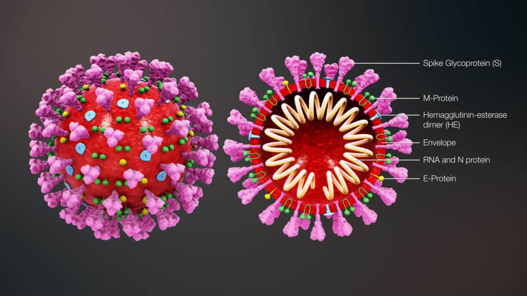 Einde van de exponentiële groei: afname van de verspreiding van het coronavirus