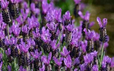 Een lavendelboerderij kleurt de Golan paars