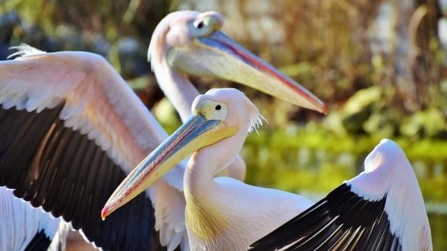 De pelikanen en andere vogels gebruiken de Hula Vallei als rustplaats (video)
