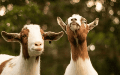 Yom Kippur en de unieke ceremonie van de twee geitenbokjes