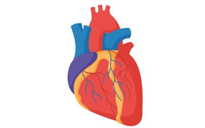 Nieuwe studie: 133x risico op myocarditis (ontsteking van de hartspier) na COVID-vaccinatie