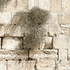 Het Hebreeuws Letterverhaal: 22 Nun