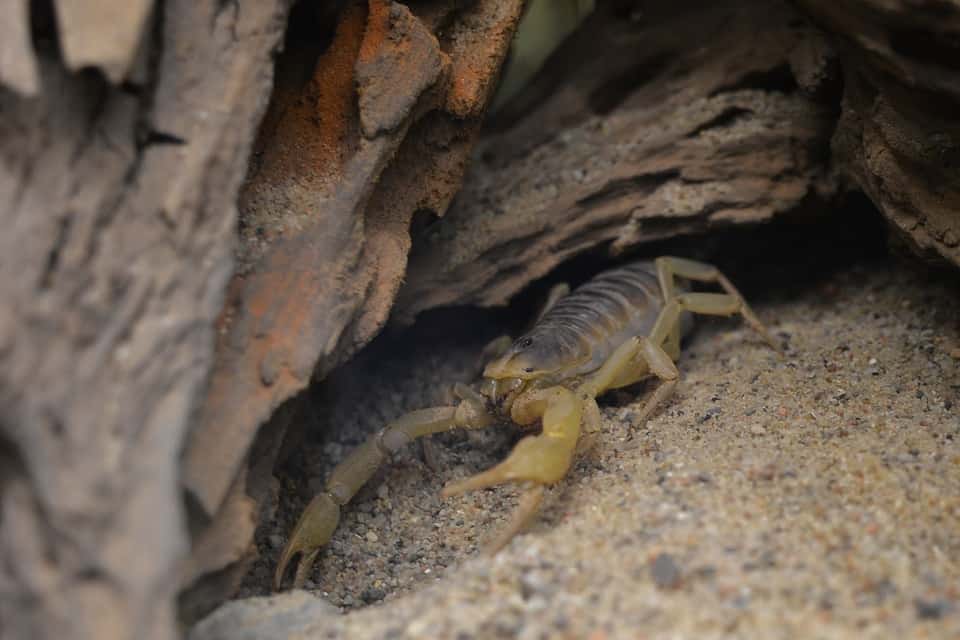 Schorpioenen­plaag teistert zuidelijk Egypte